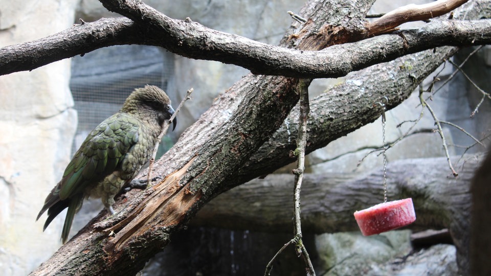 Ein Papagei sitzt auf einem Baum im Zoo. Neben ihm hängt eine rote Eistorte an einer Kette. 