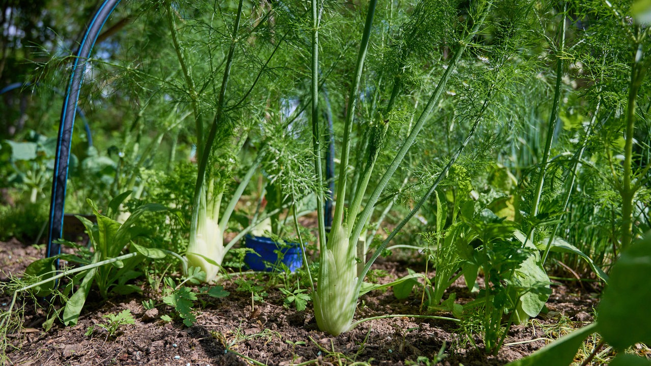 Fenchel im Beet