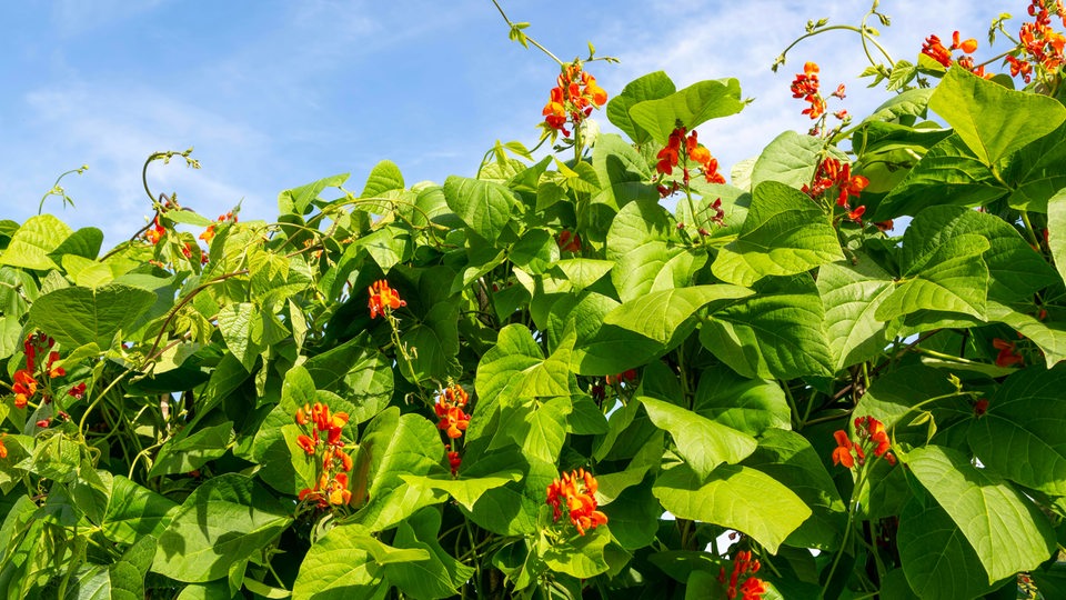 Feuerbohnen-Hecke 