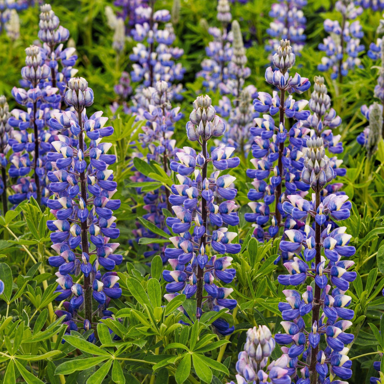 Alaska Lupinen