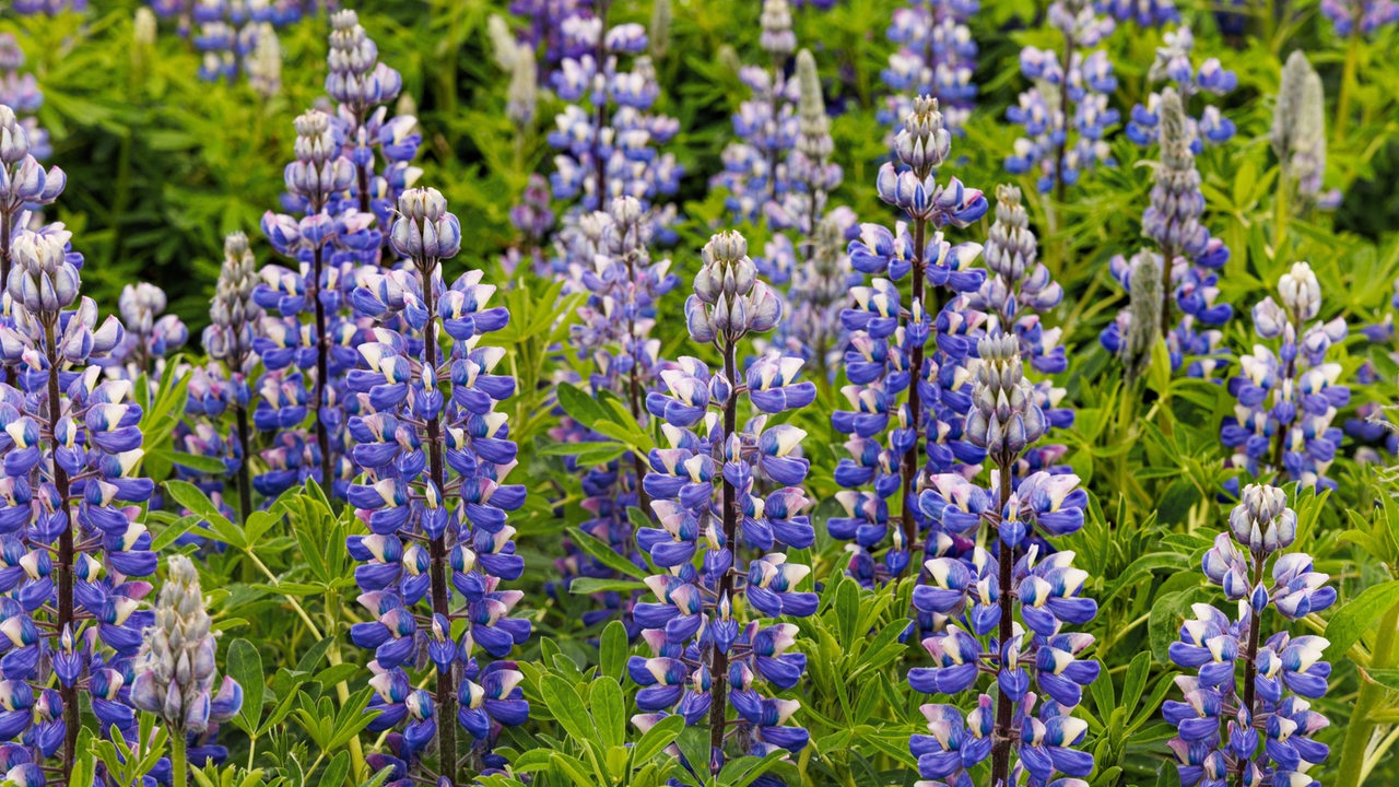 Alaska Lupinen