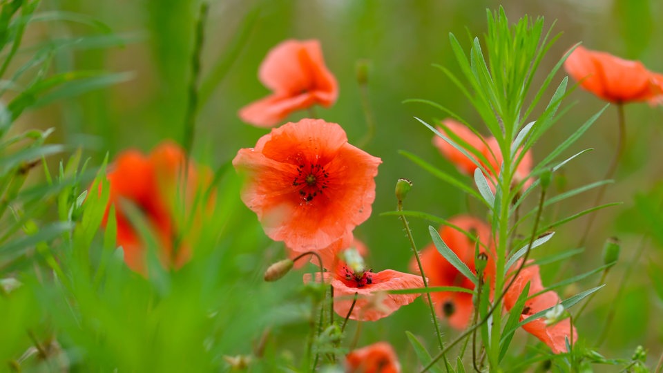 Klatschmohn