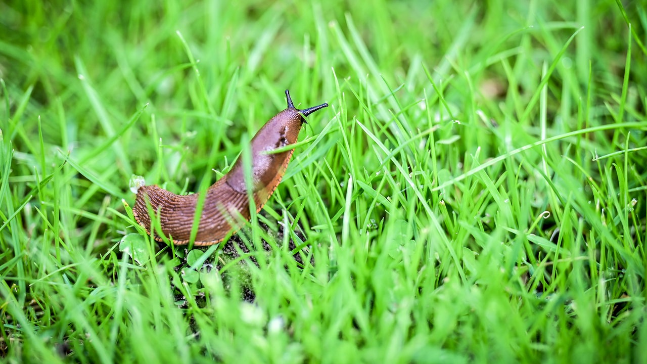 Nacktschnecke auf einer Wiese