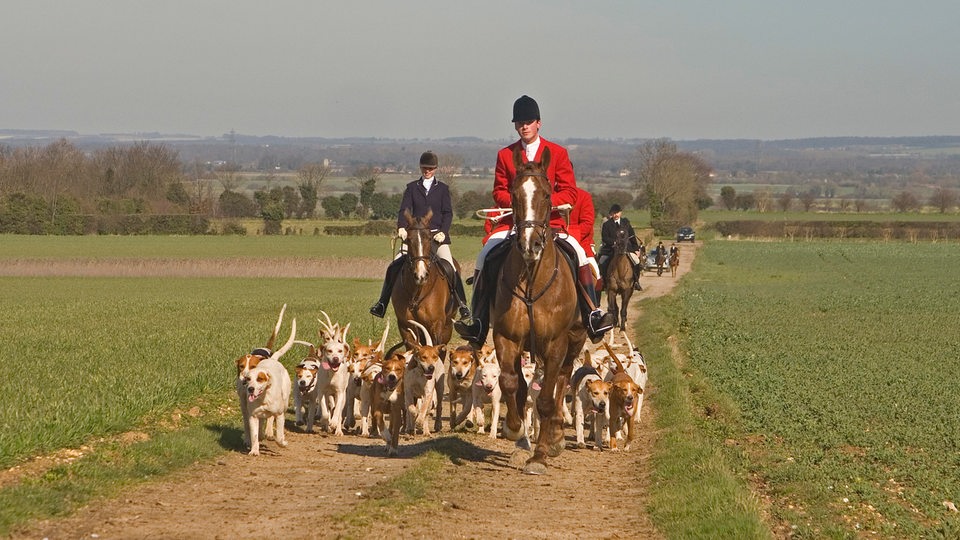 Berittene Jäger mit Hetzhunden bei der Fuchsjagd in West Norfolk, Großbritannien