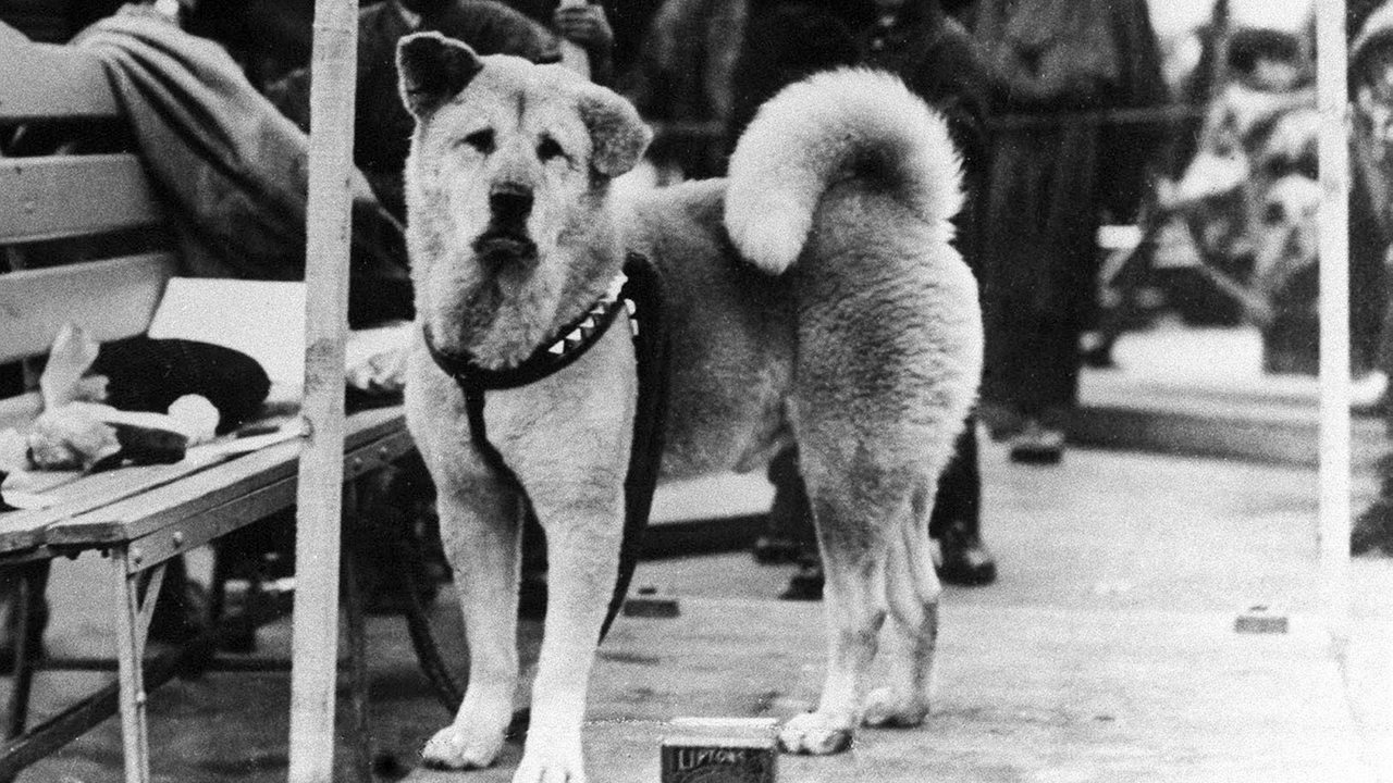 Der Hund "Hachiko" auf einem undatierten Bild